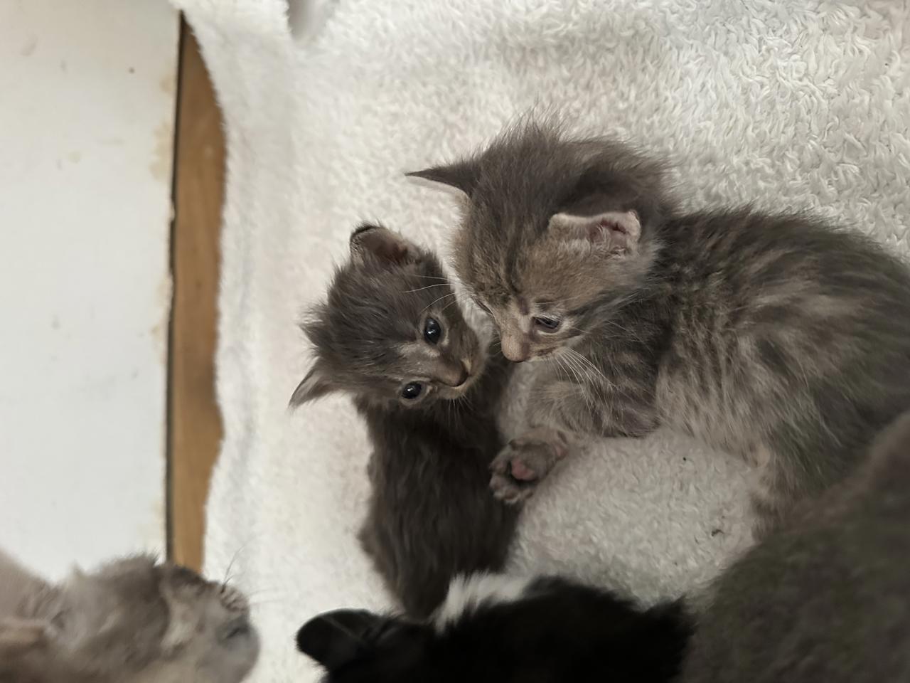 Gato TUK  en adopción