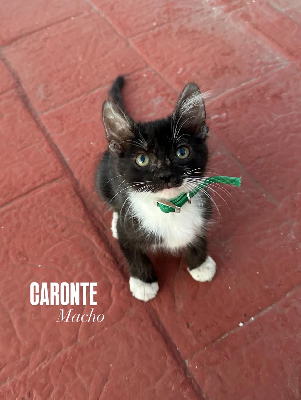 Gato CARONTE  en adopción