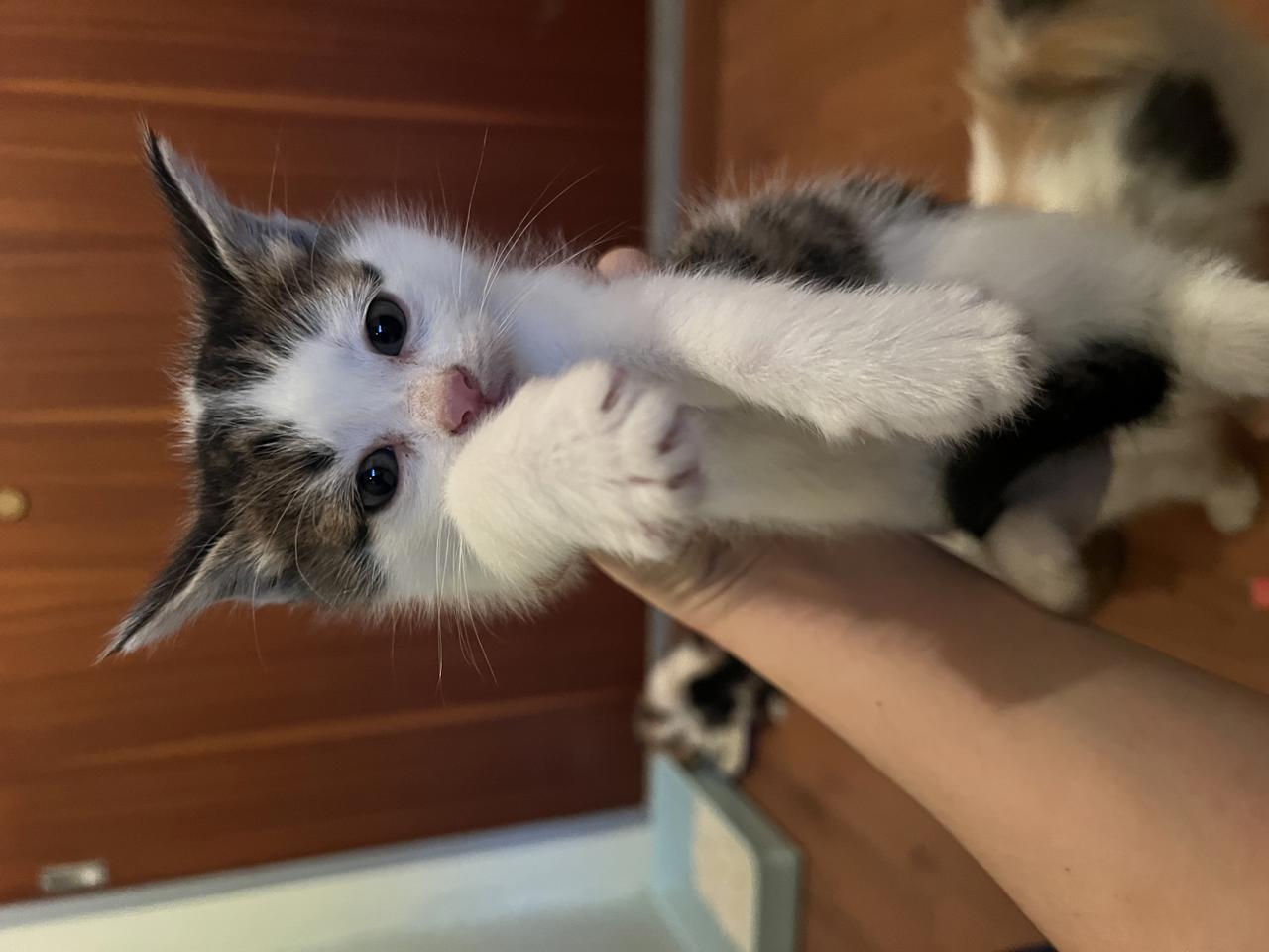 Gato BURTIE en adopción