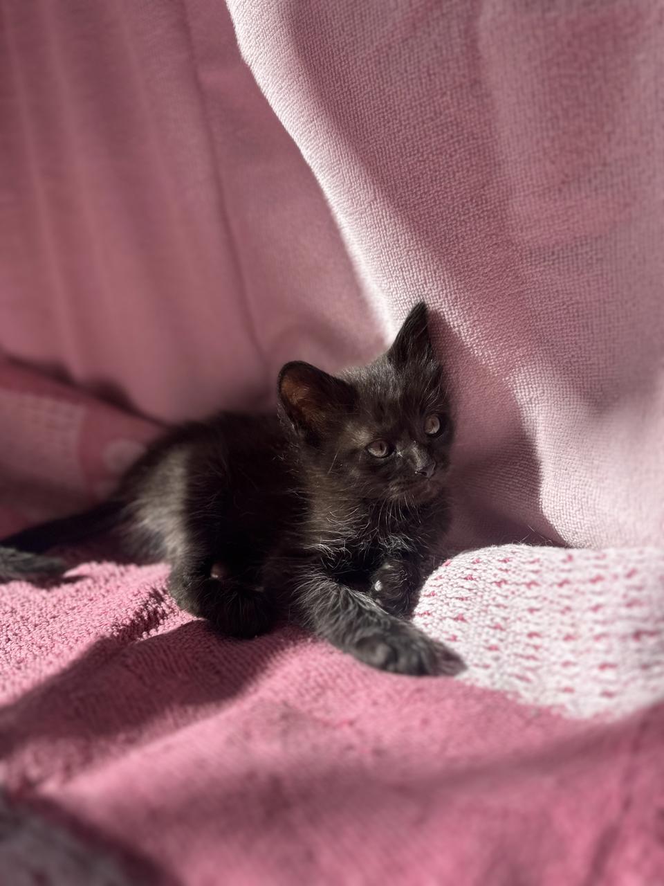 Gato Lentejita  en adopción