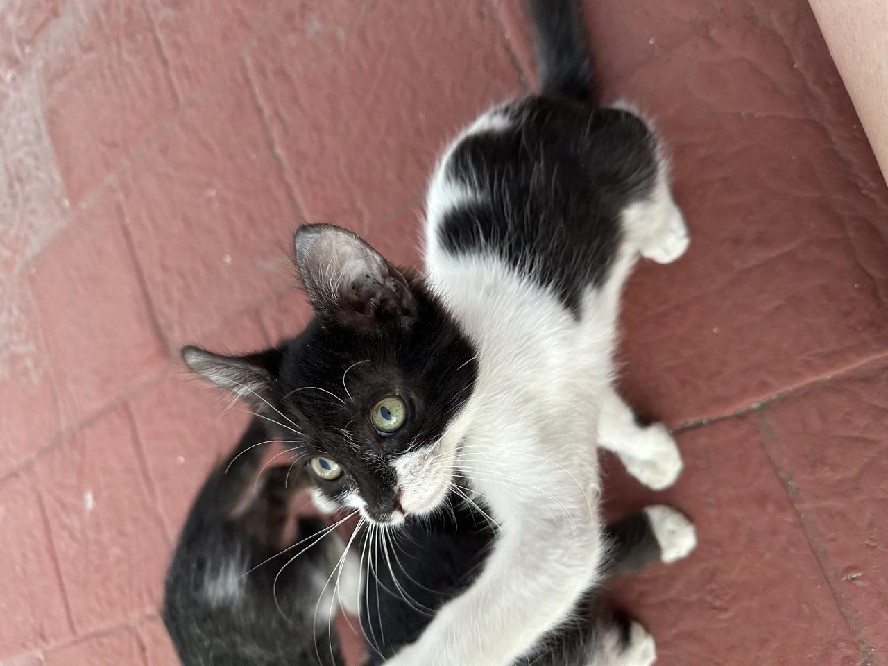 Gato HEMERA  en adopción