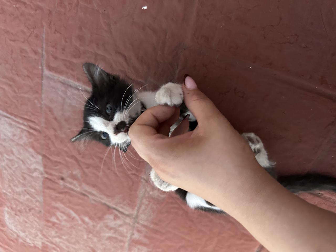 Gato NIKE en adopción