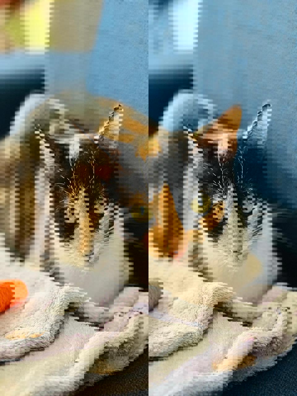 Gato Luna en adopción