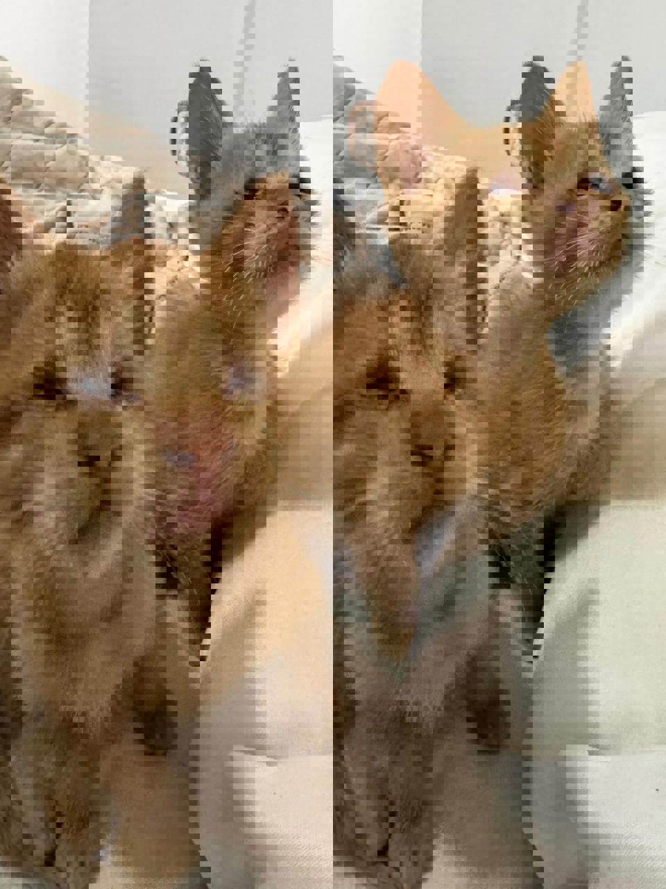 Gato ZEKE Y LUTHER en adopción