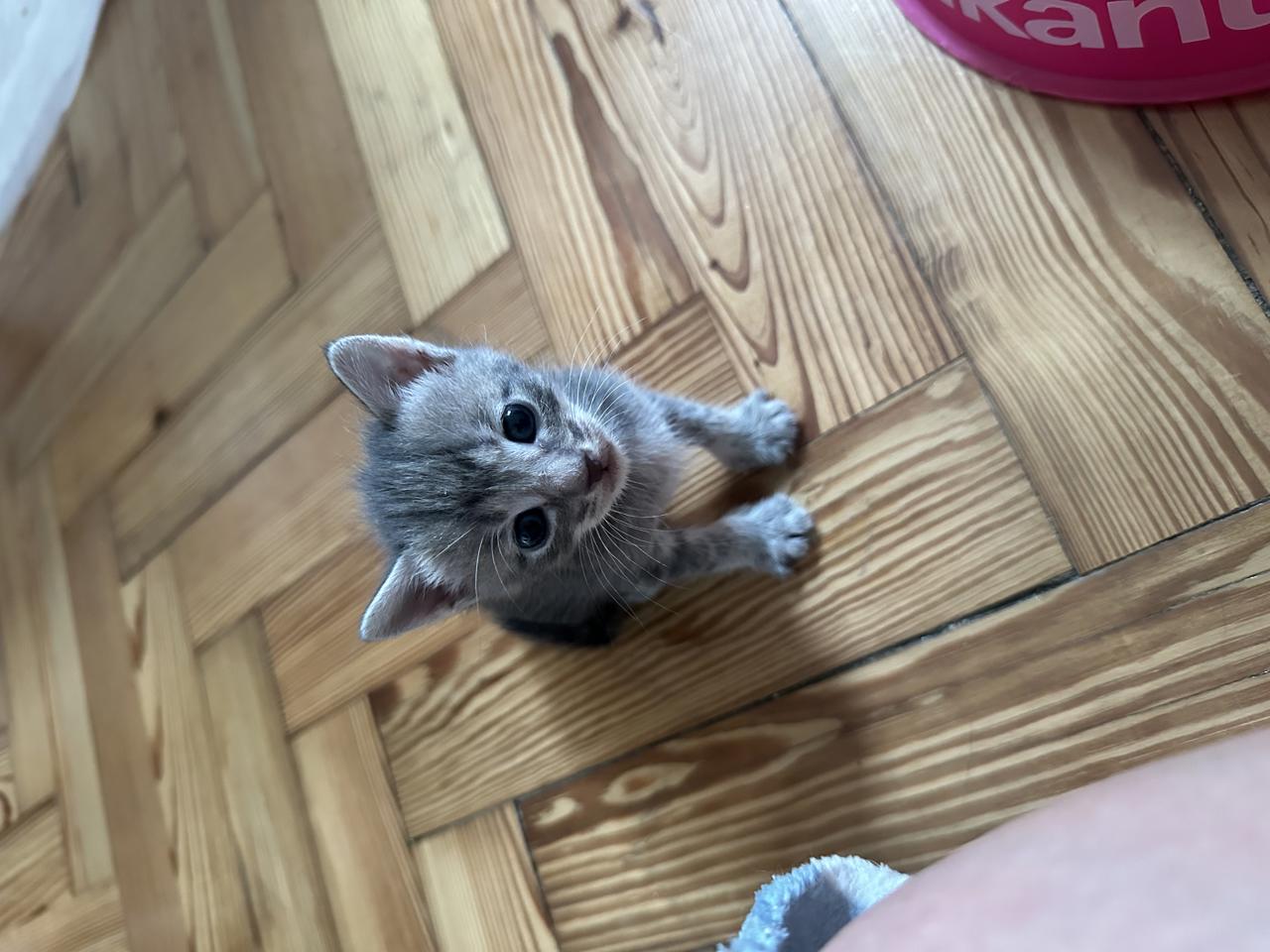 Gato SPIDER  en adopción