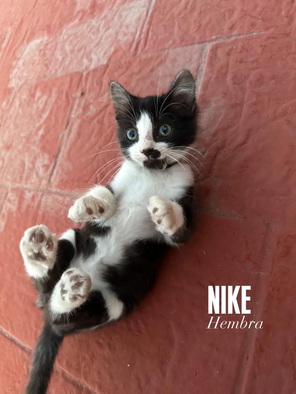 Gato NIKE en adopción