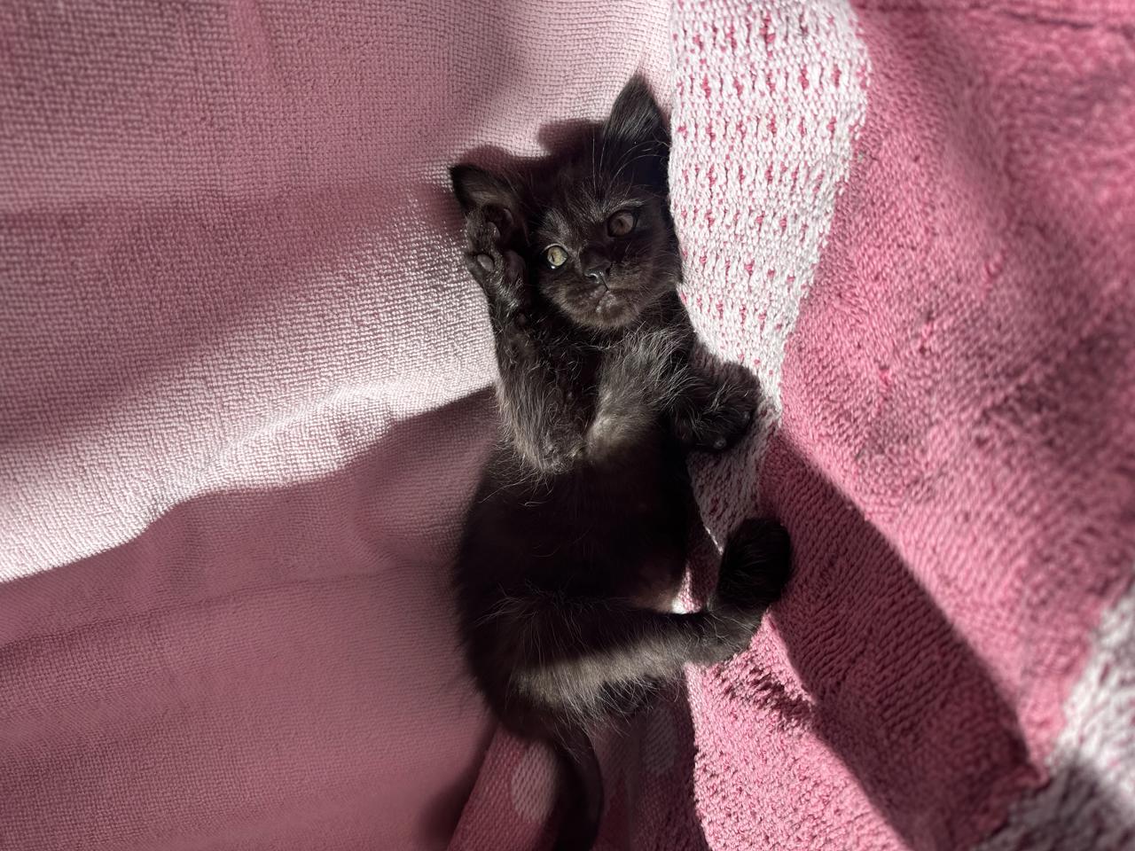Gato Lentejita  en adopción