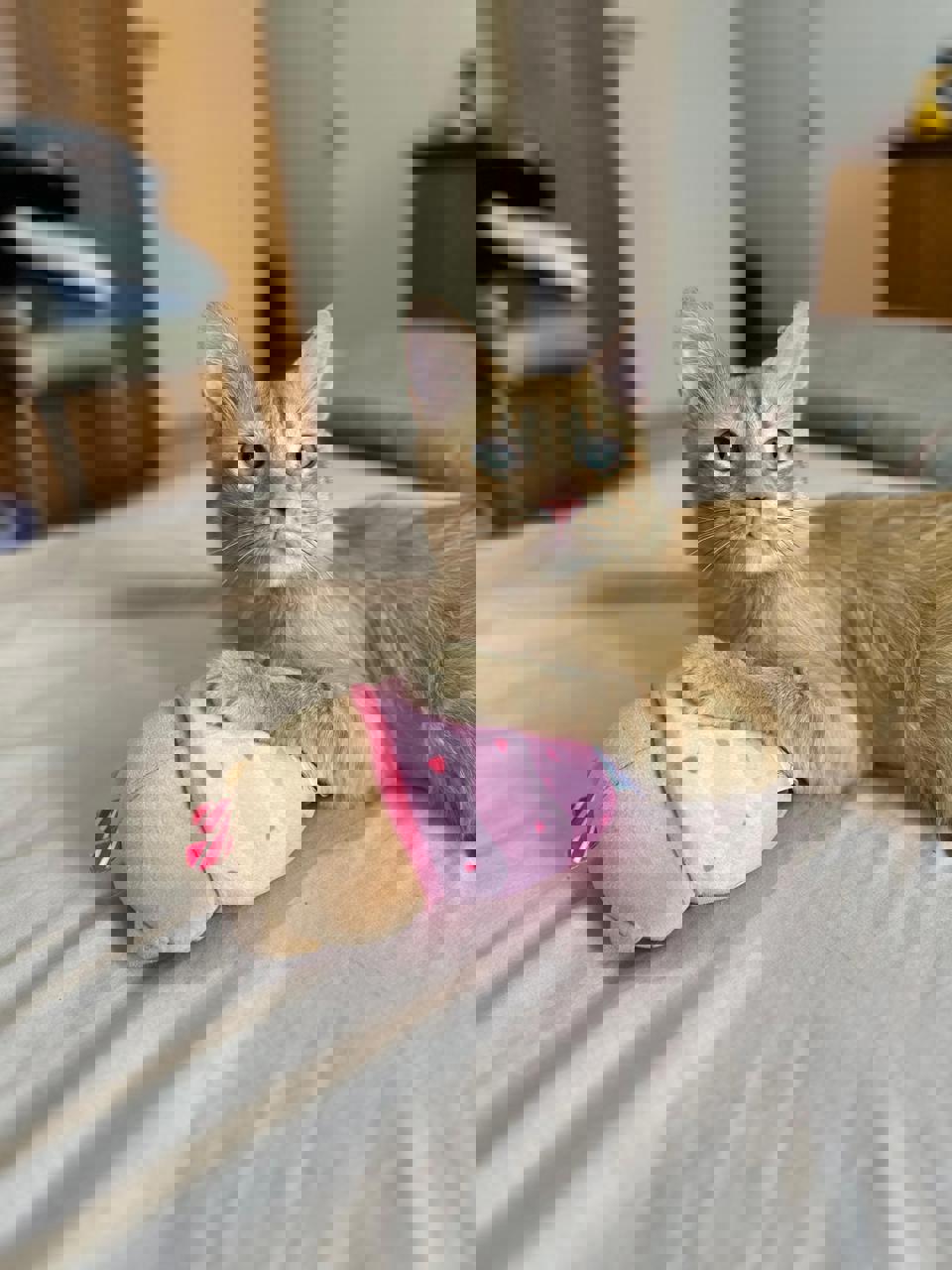 Gato CURRY en adopción