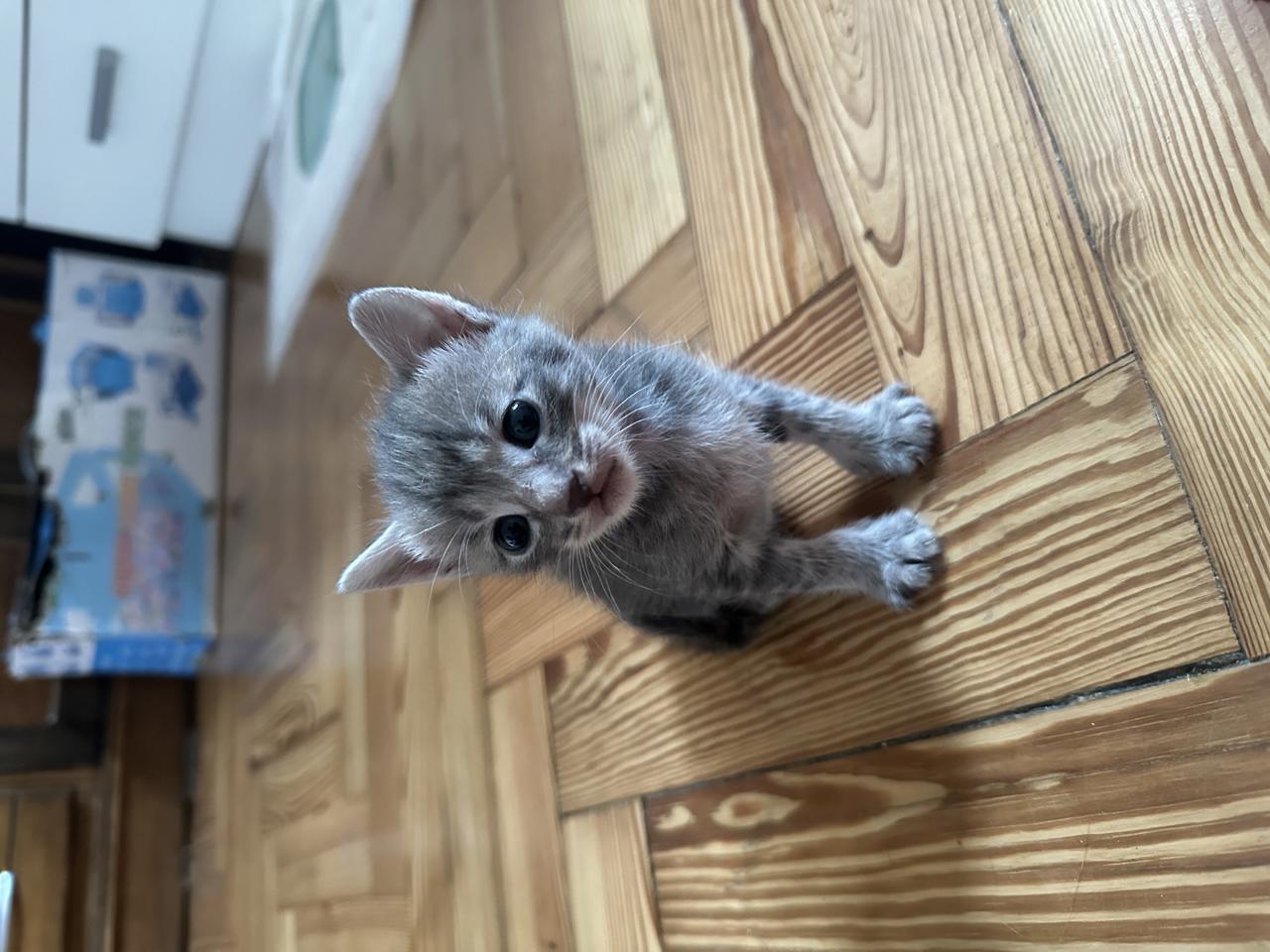 Gato SPIDER  en adopción