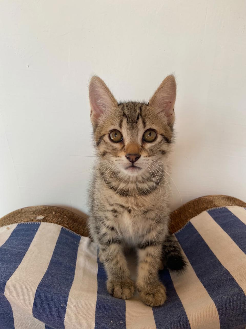 Gato THRUD en adopción