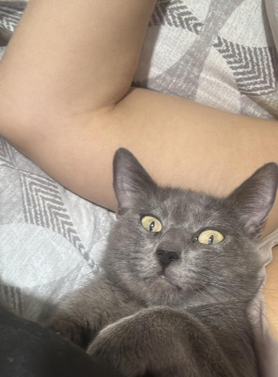 Gato Wanda en adopción