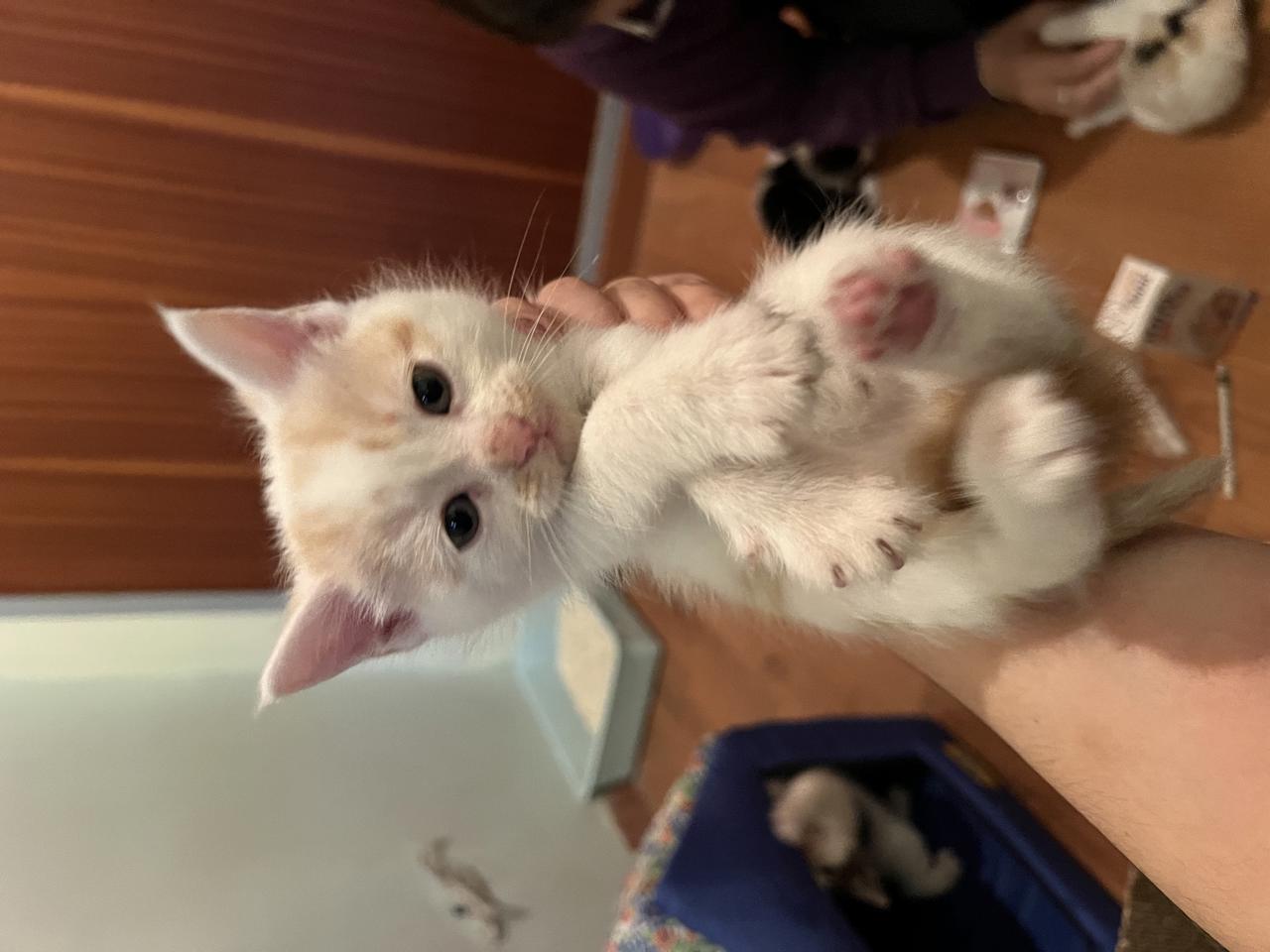 Gato BECKETT en adopción
