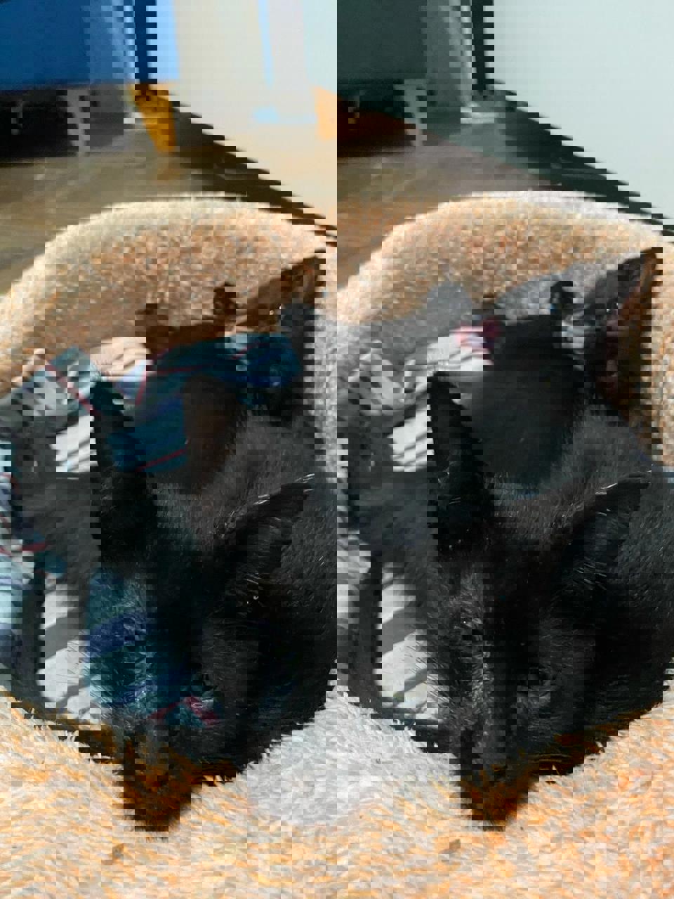 Gato PATO Y CUTY en adopción