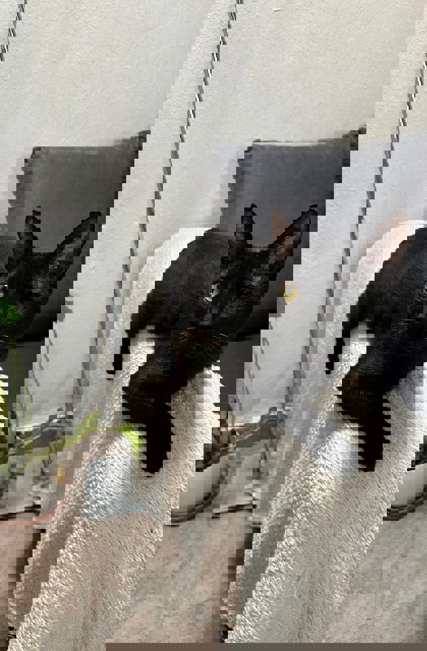 Gato PANTERA en adopción