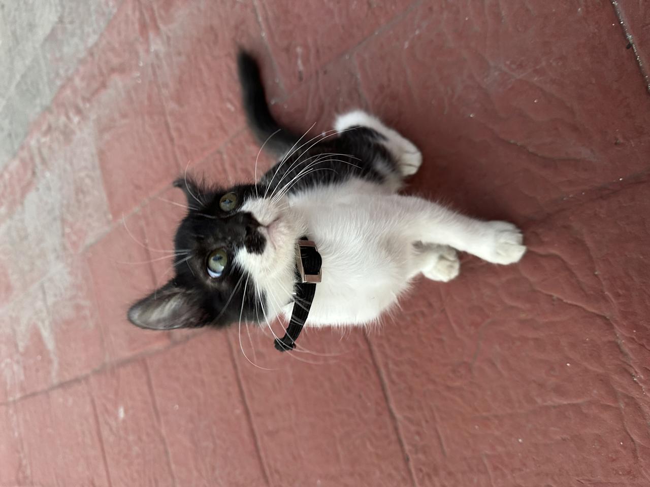 Gato HEMERA  en adopción