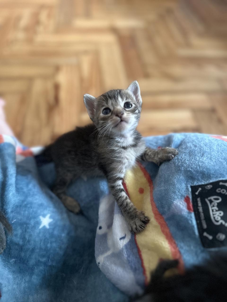 Gato KIRI  en adopción