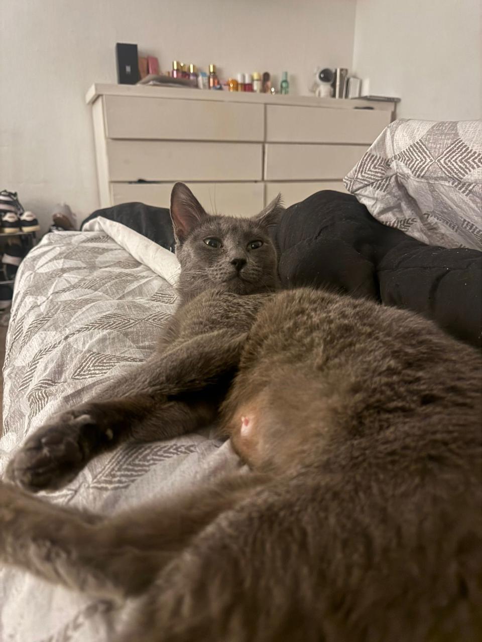 Gato Wanda en adopción
