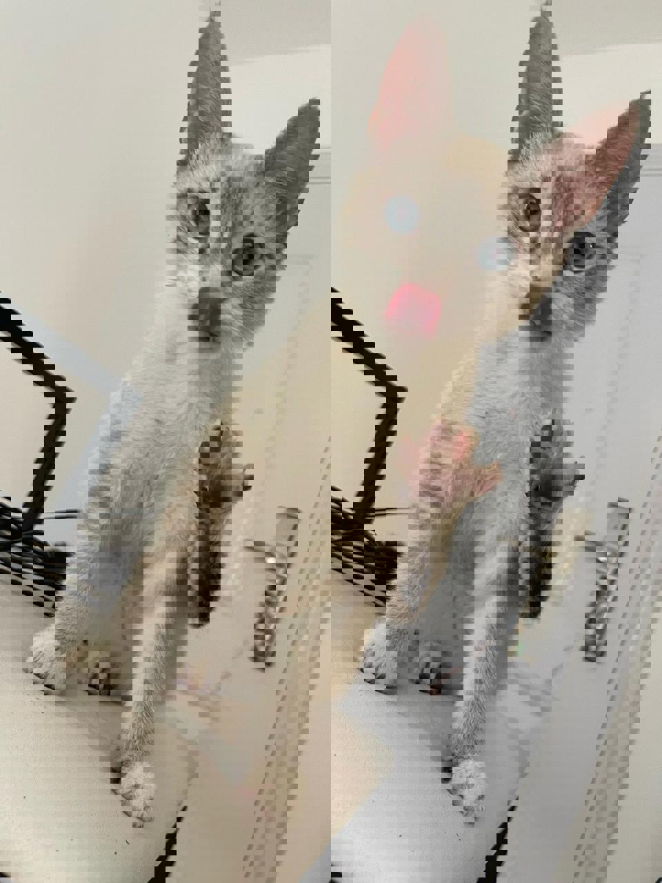 Gato Fito en adopción