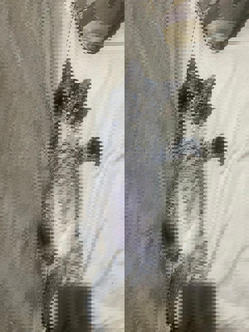 Gato KIWI en adopción