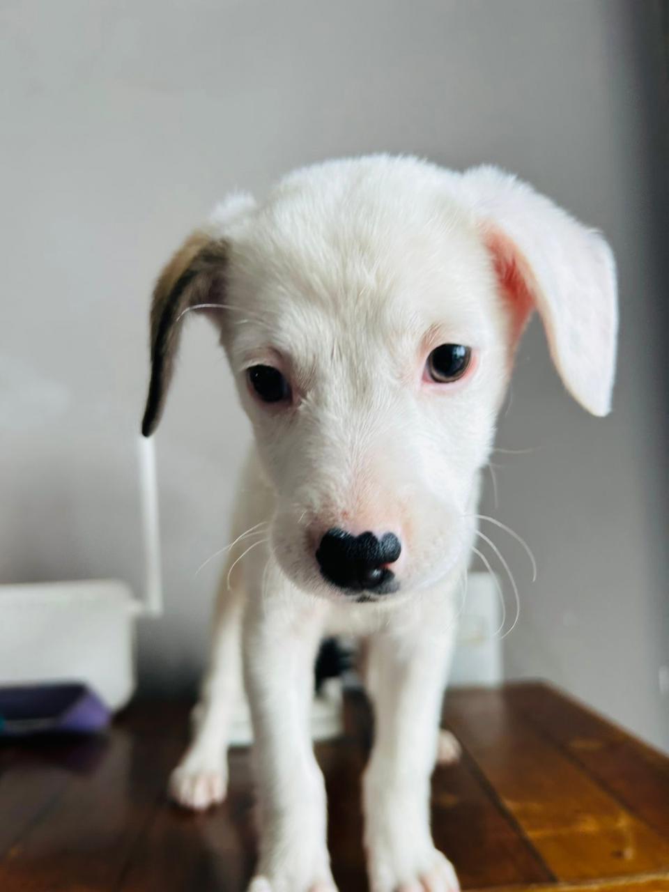 Perro Budín  en adopción