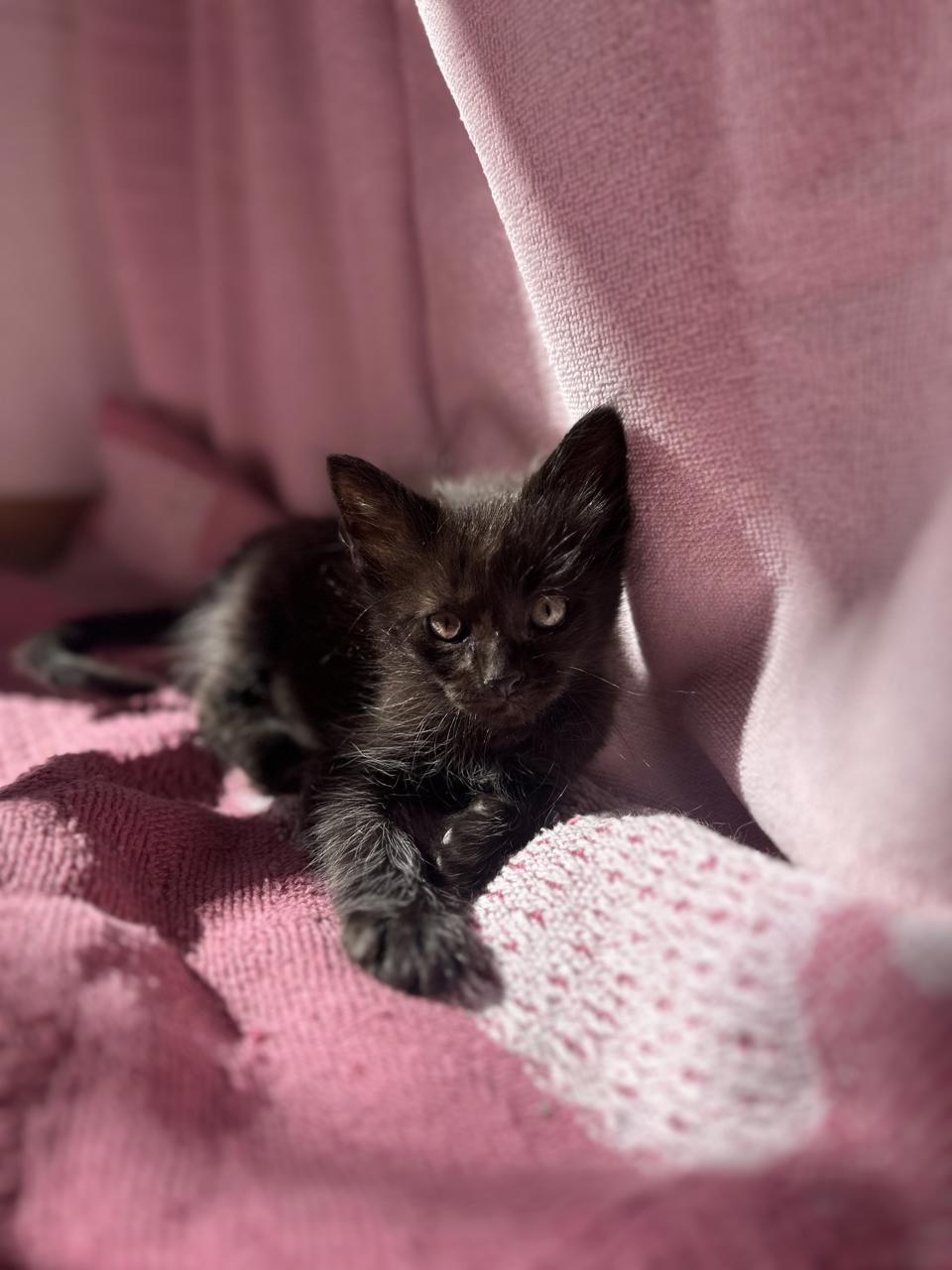 Gato Lentejita  en adopción