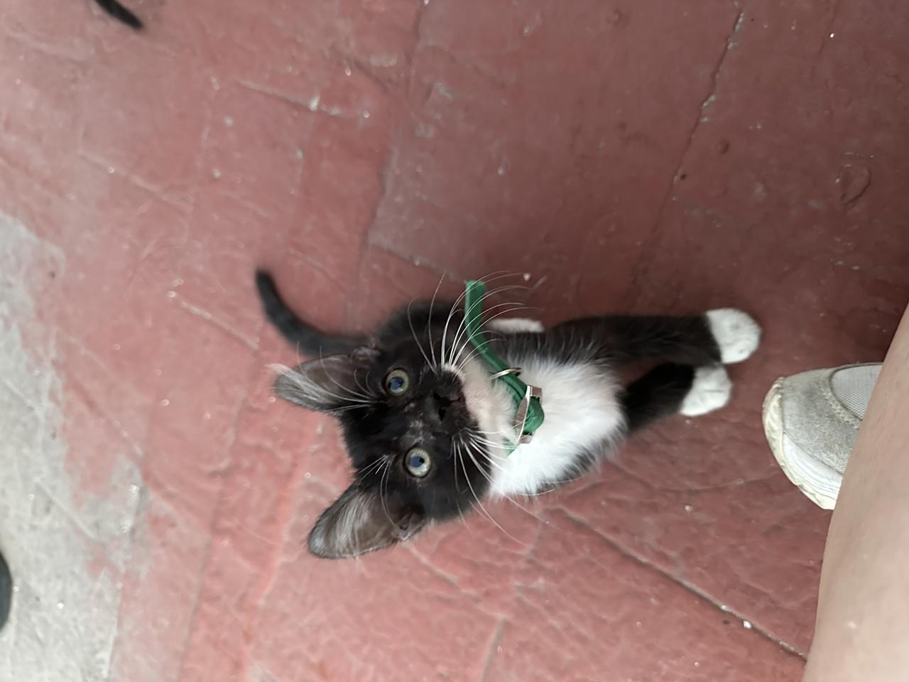 Gato CARONTE  en adopción
