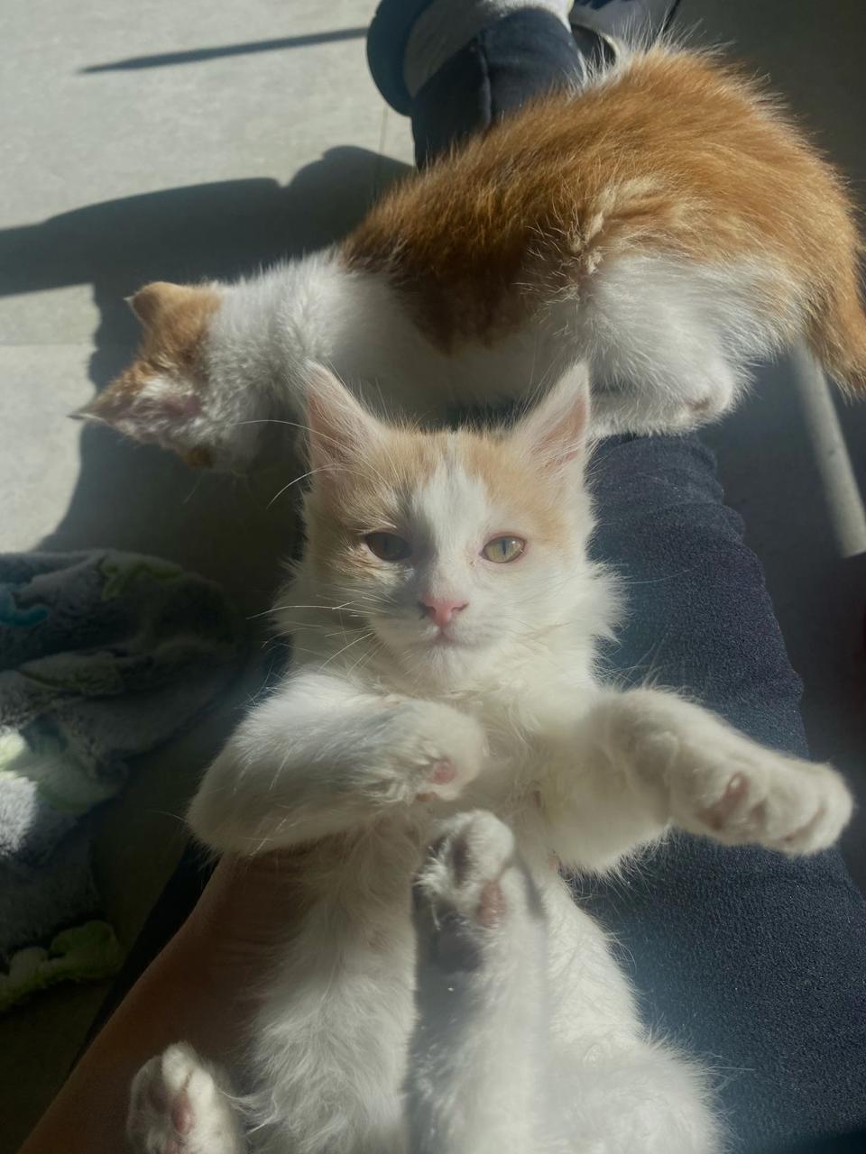 Gato LIMA Y LIMÓN  en adopción