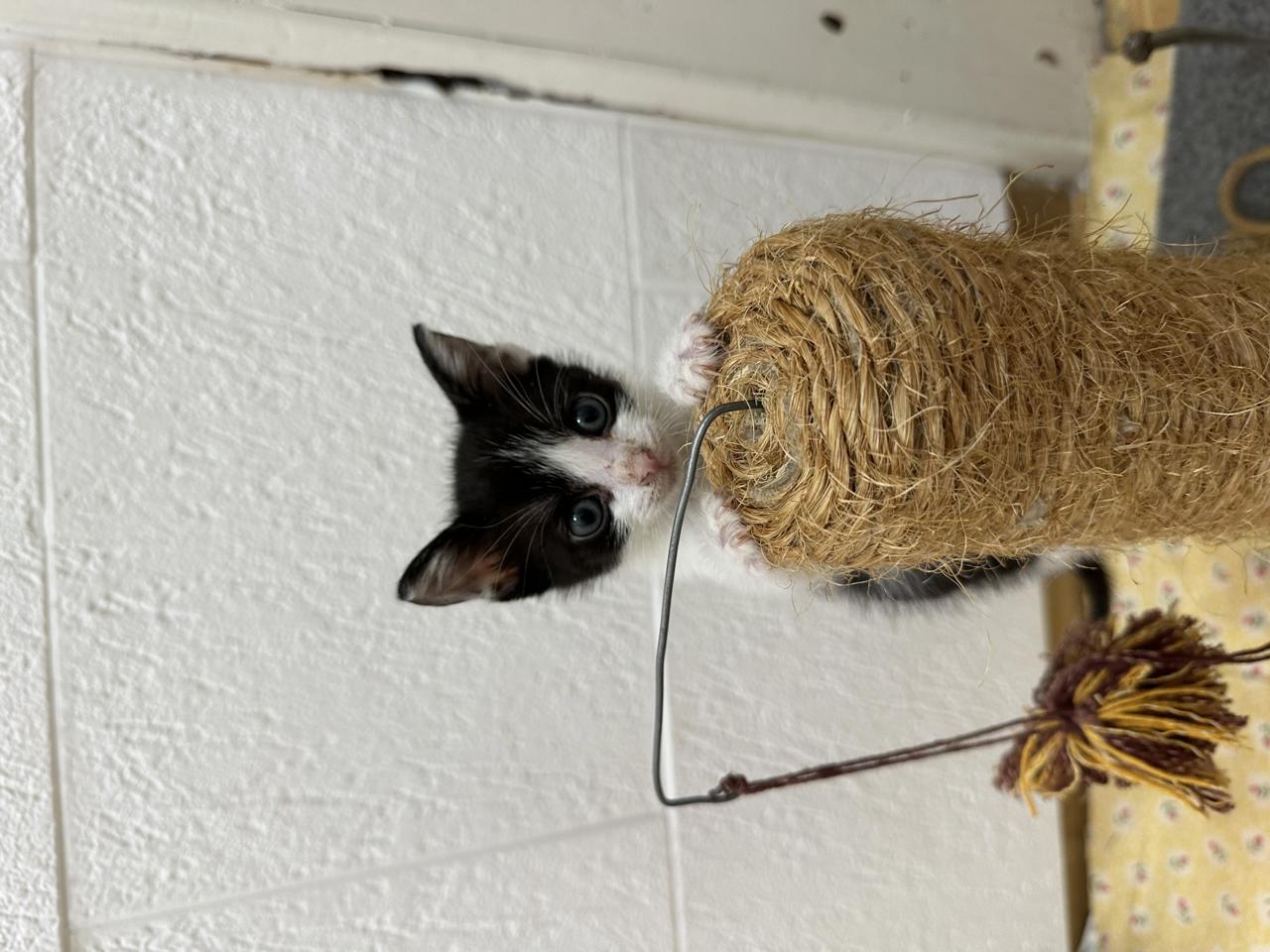 Gato Joyce en adopción