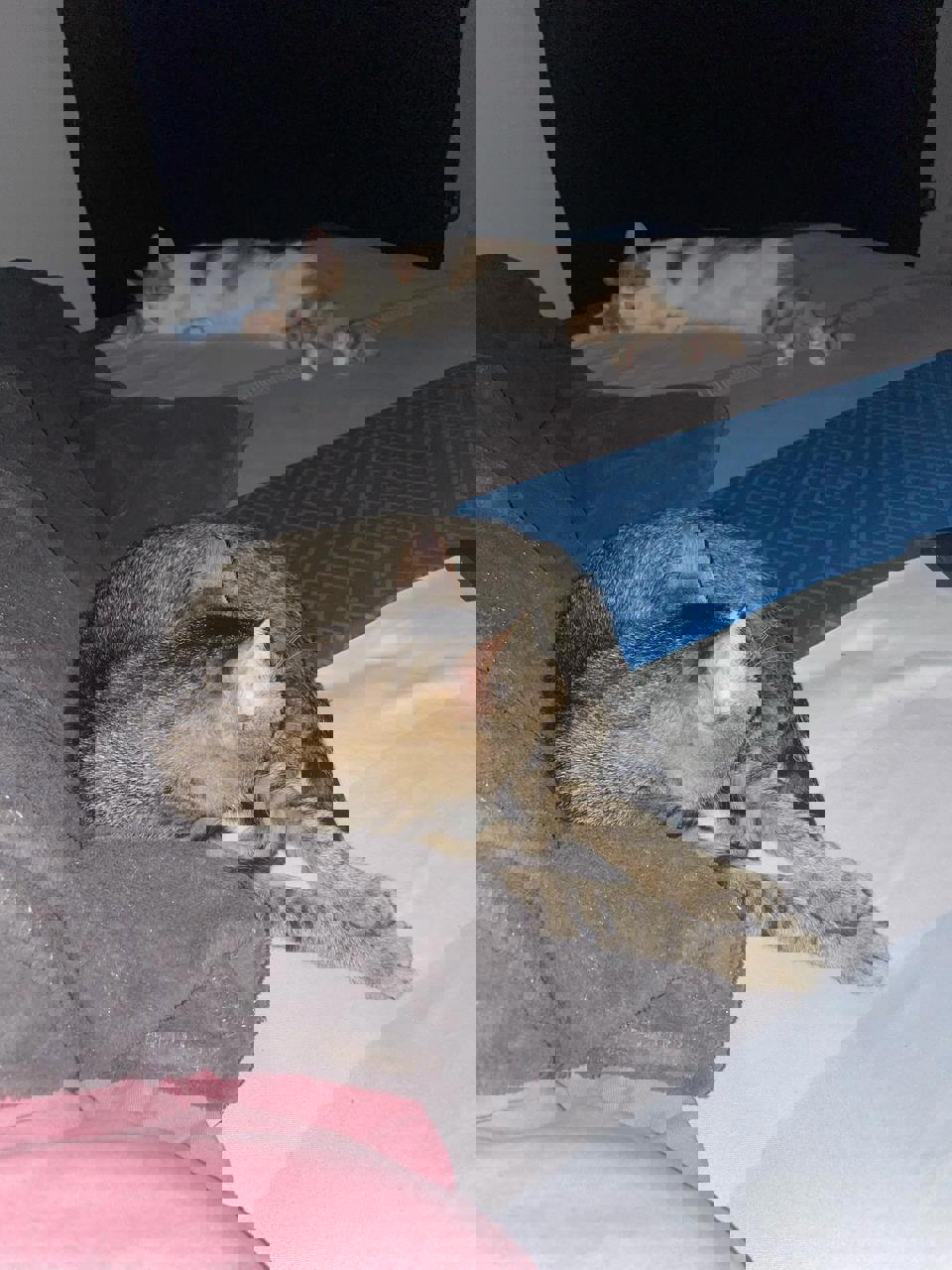 Gato Chori y Pan en adopción