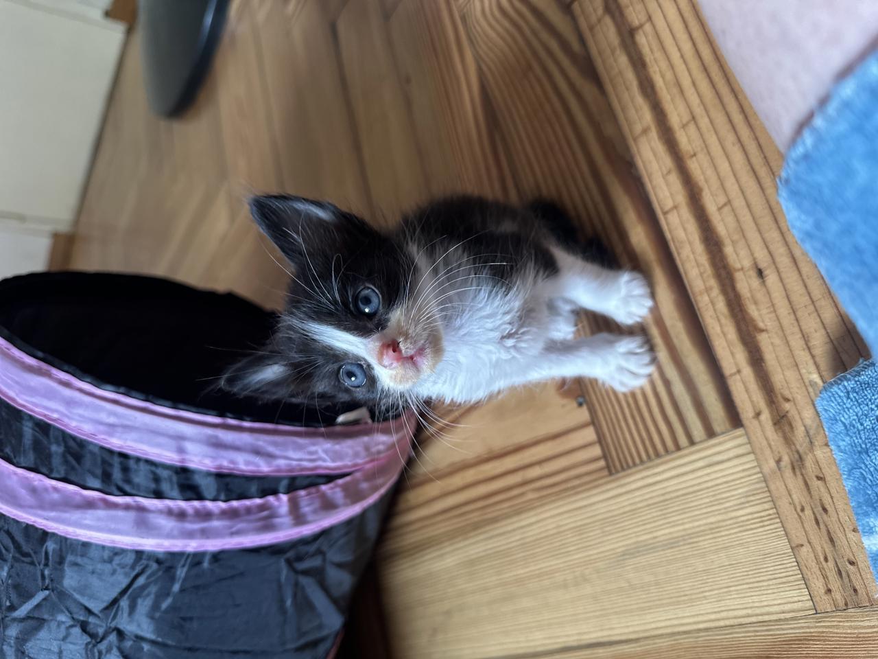 Gato LOAK  en adopción