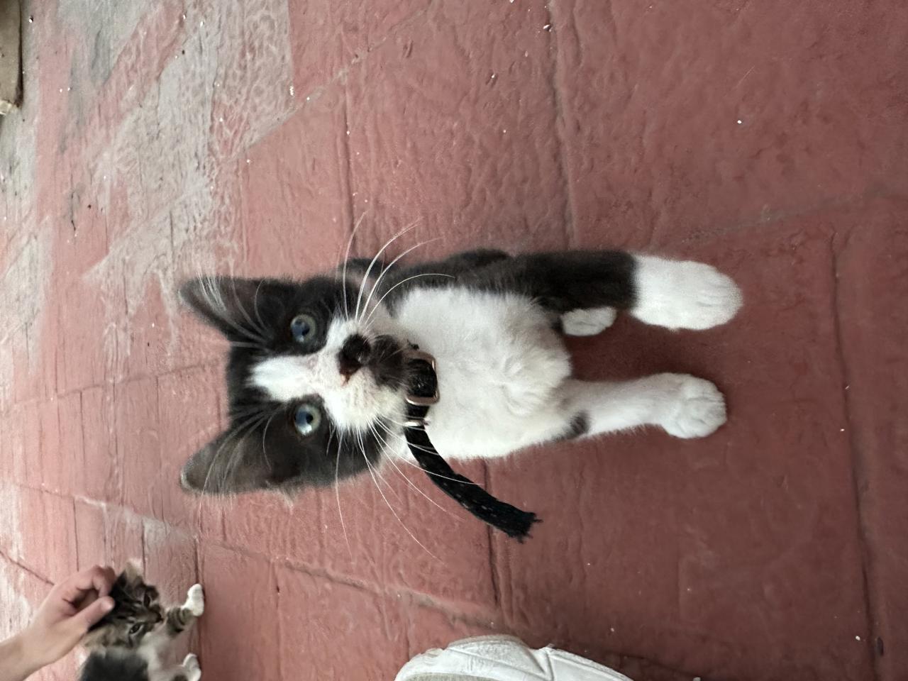 Gato NIKE en adopción