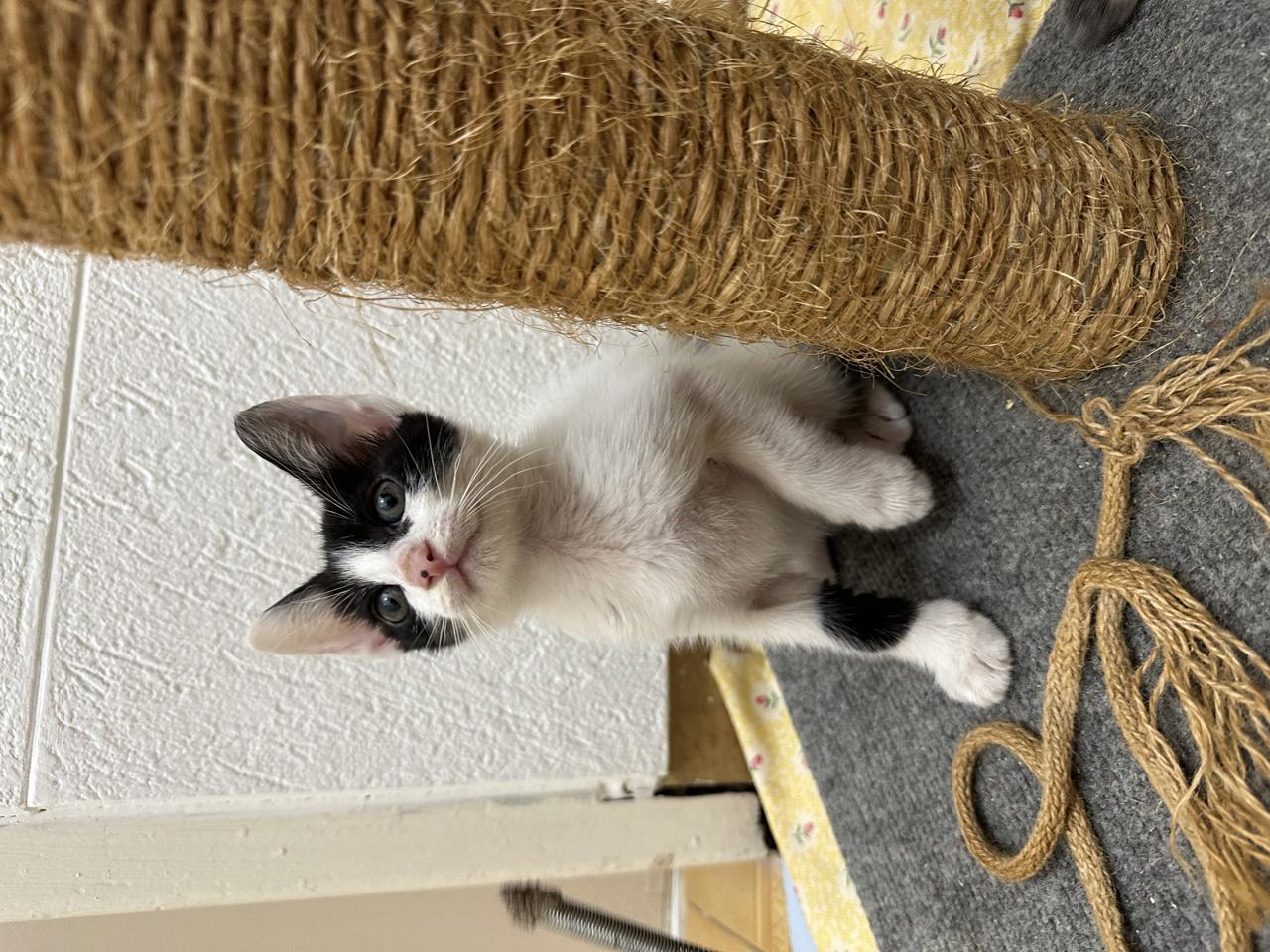 Gato Will en adopción