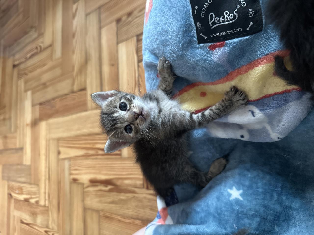 Gato KIRI  en adopción