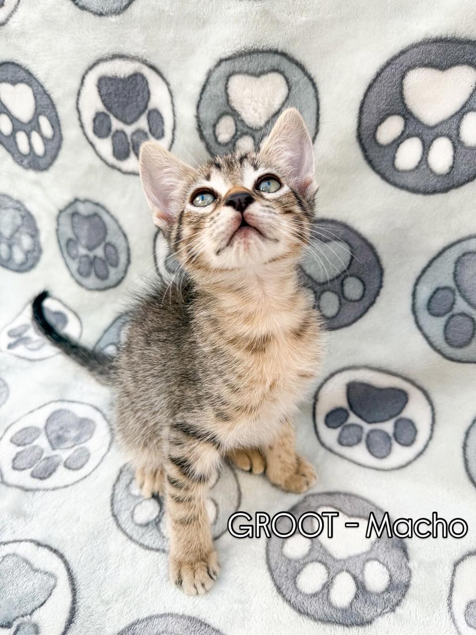 Gato GROOT en adopción
