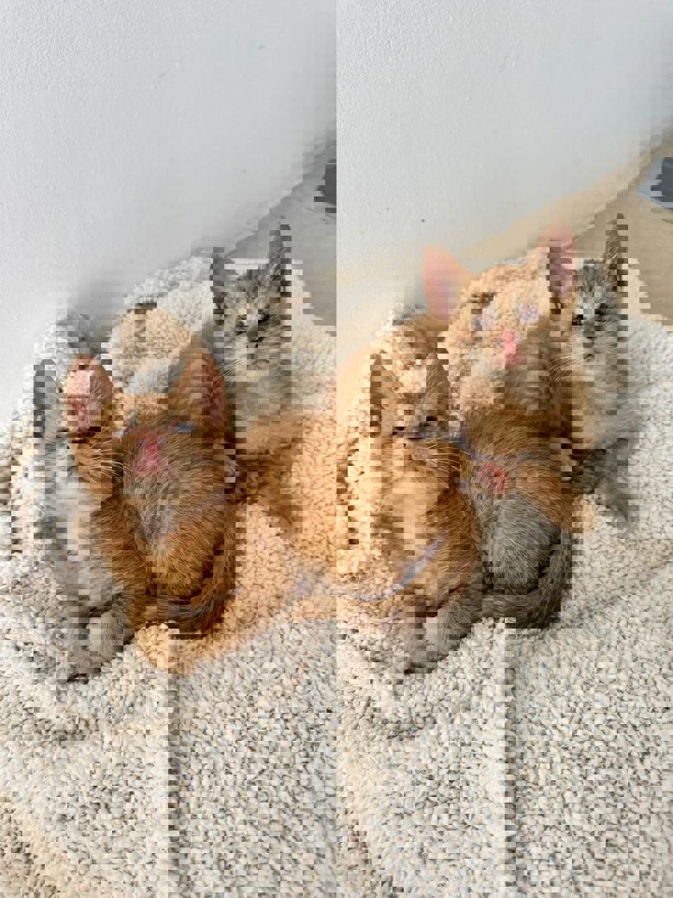 Gato ZEKE Y LUTHER en adopción