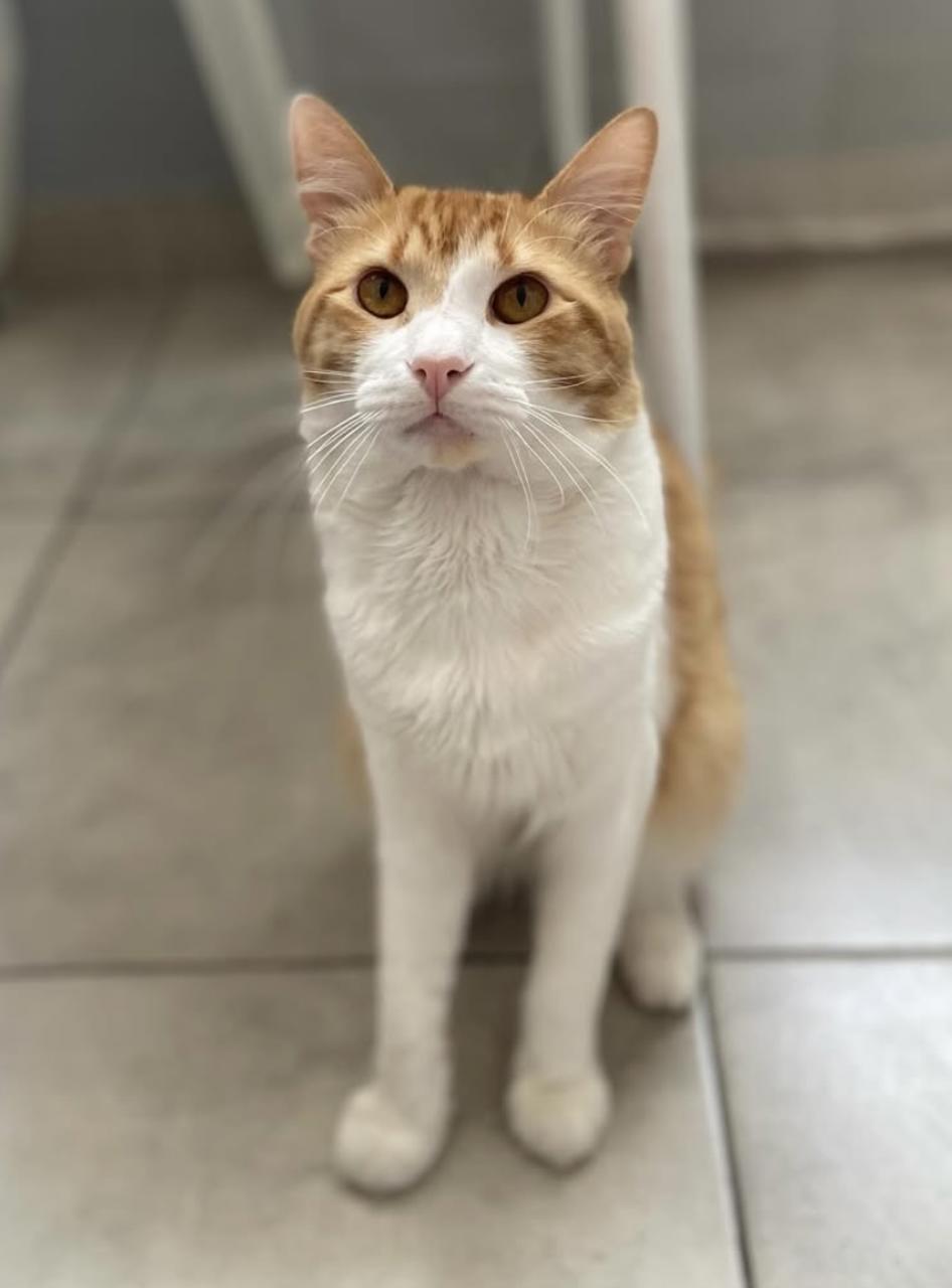 Gato SUERTUDO en adopción