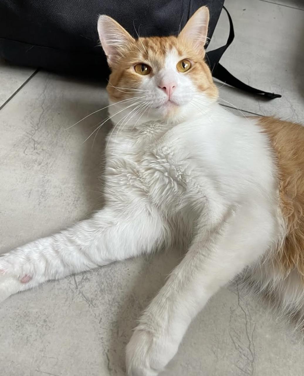 Gato SUERTUDO en adopción
