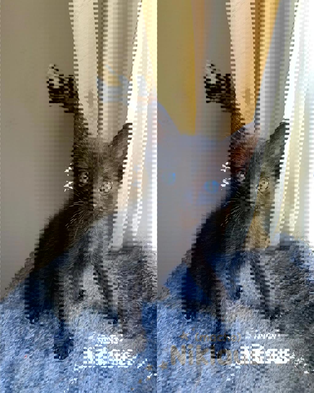 Gato Niklaus en adopción