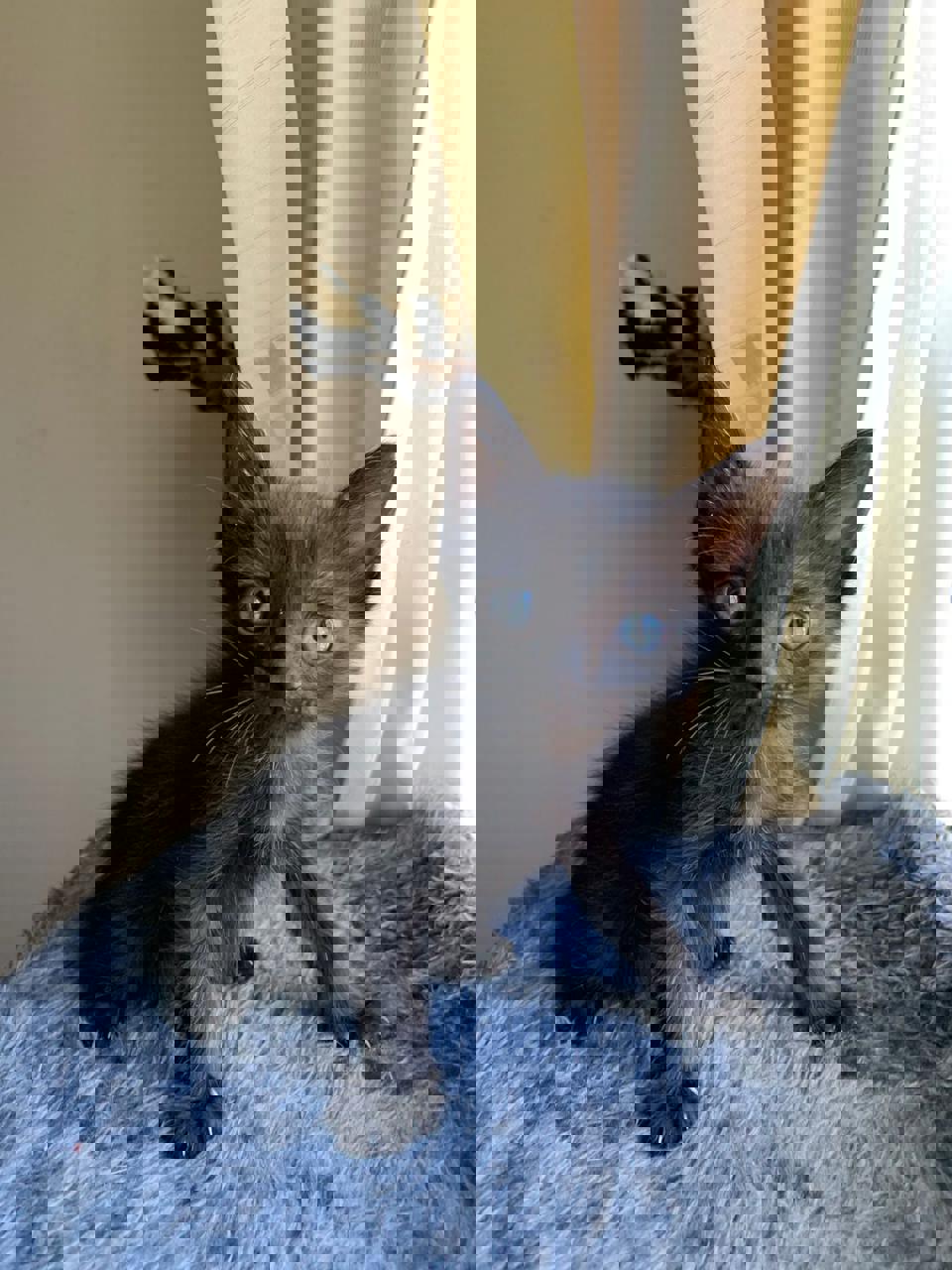 Gato Niklaus en adopción