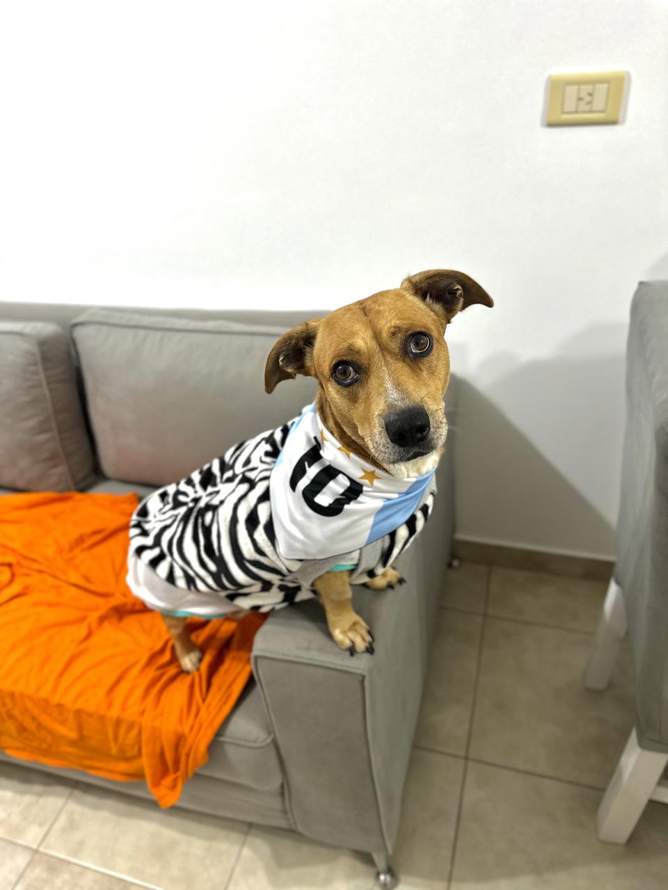 Perro Canela  en adopción