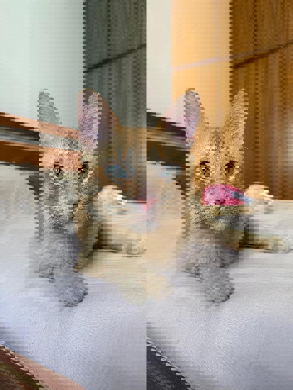 Gato CURRY en adopción