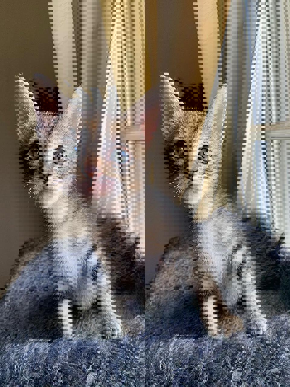 Gato Rebeka en adopción