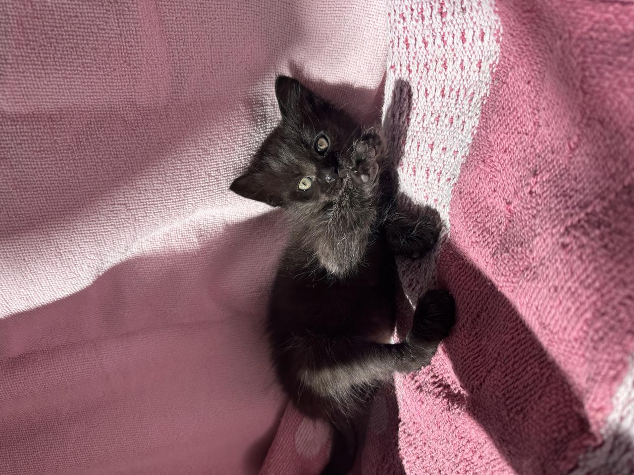 Gato Lentejita  en adopción