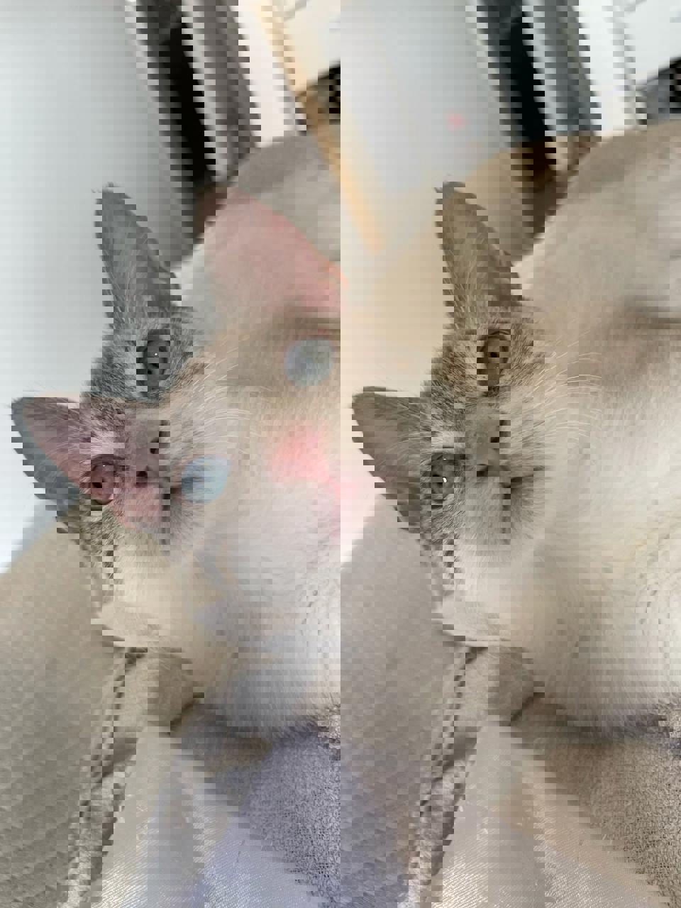 Gato Fito en adopción
