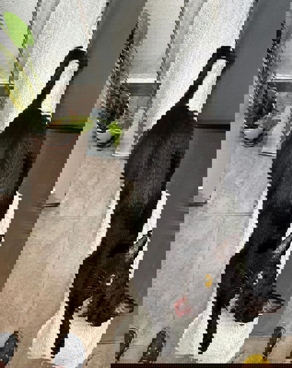 Gato PANTERA en adopción