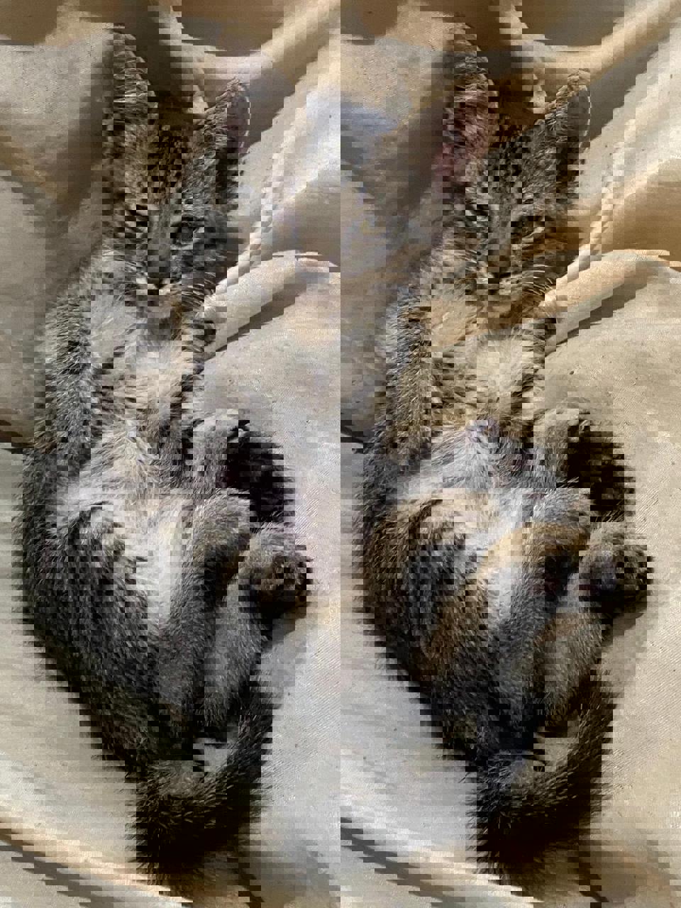 Gato KIWI en adopción