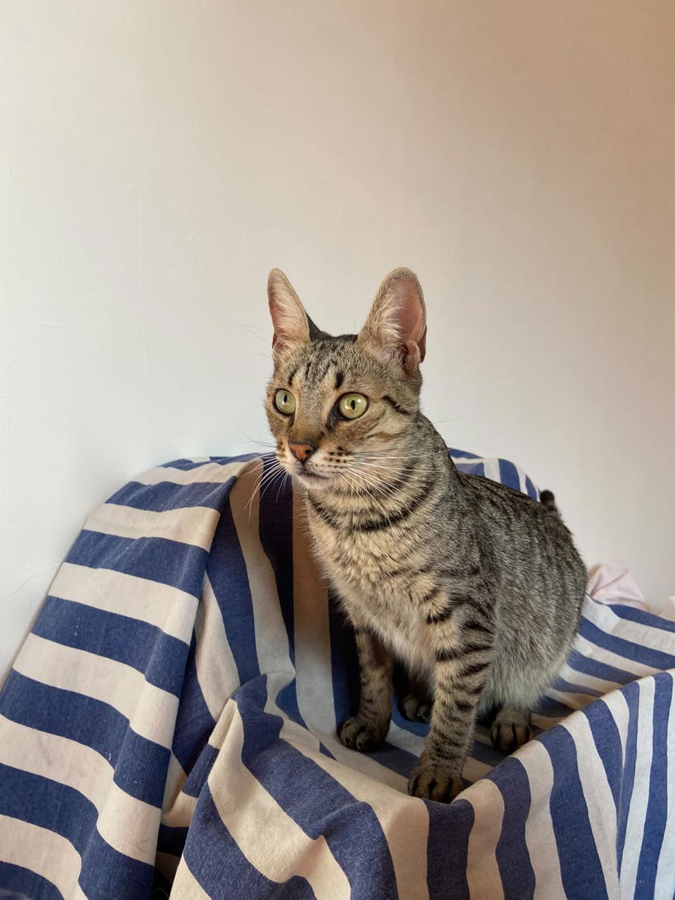 Gato Freya en adopción