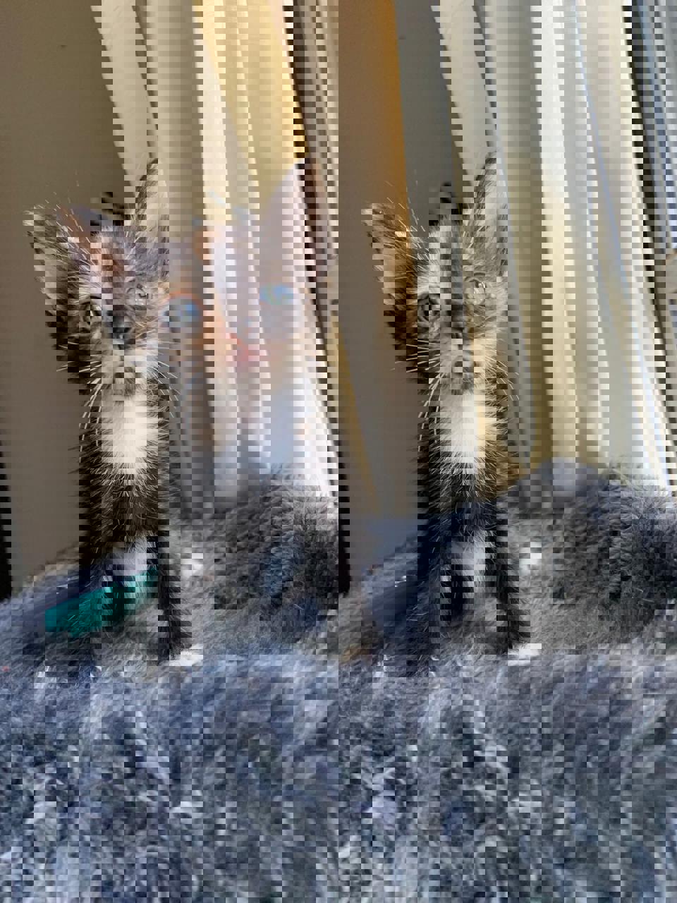 Gato Hope en adopción