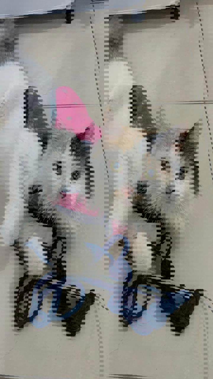 Gato 🍯 MIEL en adopción