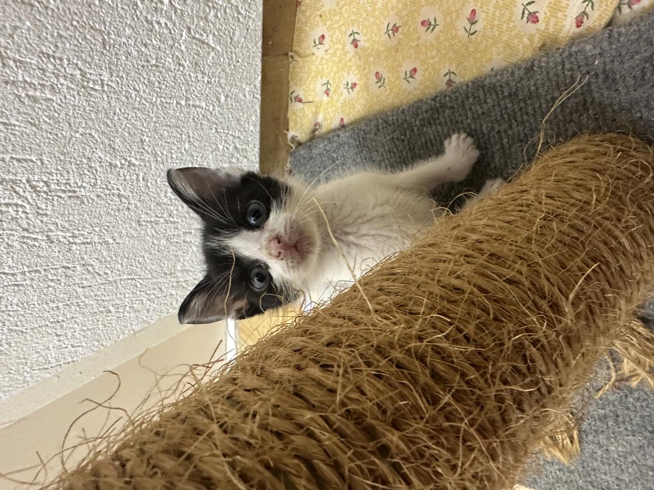 Gato Joyce en adopción